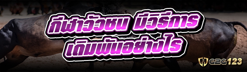 กีฬาวัวชน