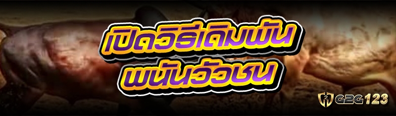 พนันวัวชน