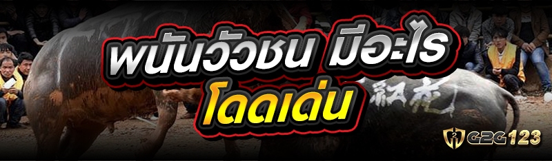 พนันวัวชน